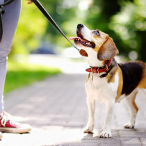 【獣医師執筆】うちの愛犬にぴったりなのは？用途別「リードの選び方」を徹底解説