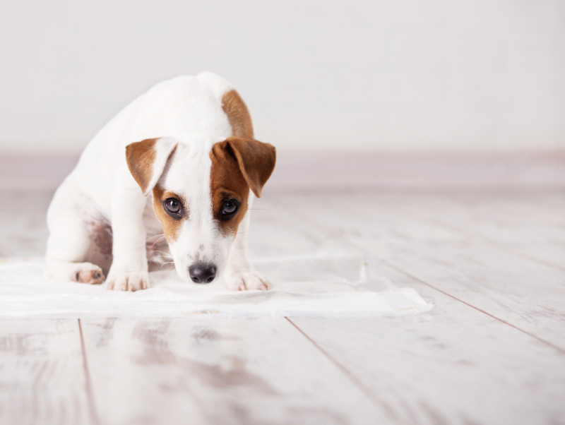 ちゃんとできたら褒めてあげよう！最初に教えたい「犬のトイレのしつけ方」