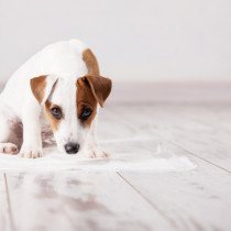 ちゃんとできたら褒めてあげよう！最初に教えたい「犬のトイレのしつけ方」