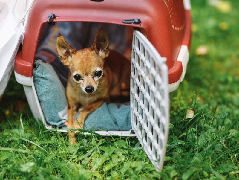 用途に合わせて使い分け！犬のキャリーバッグを選ぶためのポイント3つ