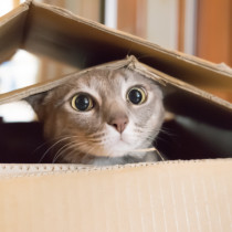 【獣医師執筆】地震が起きたらどうするの？愛猫を守る「防災対策＆対処法」