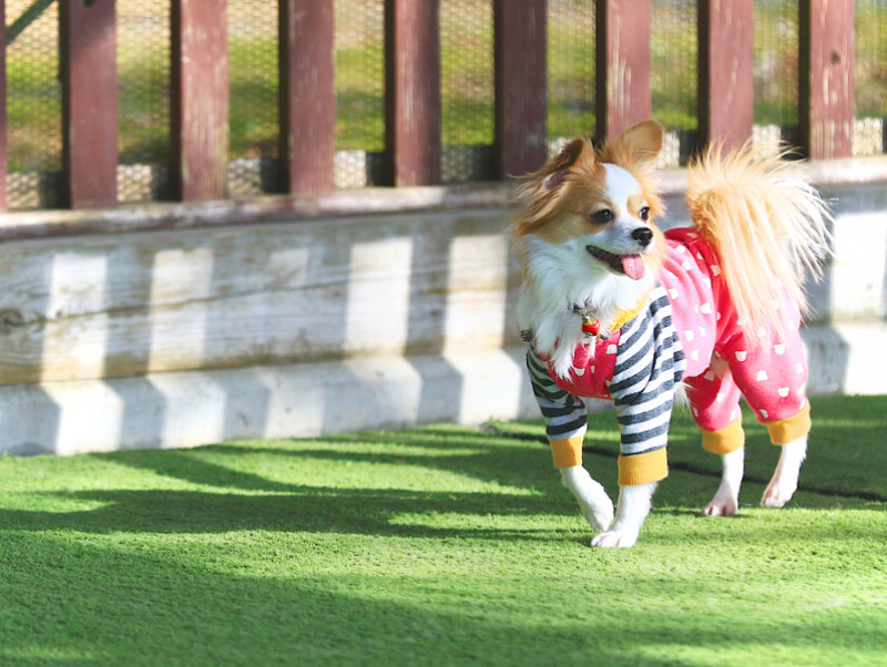 小型犬の飼い主さん必見！犬の洋服選びのポイントと採寸方法