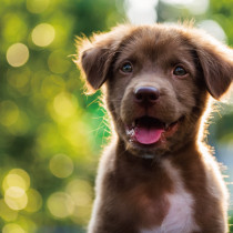 【獣医師執筆】状況別に獣医師が解説！犬が「咬みつく」理由としつけのポイント