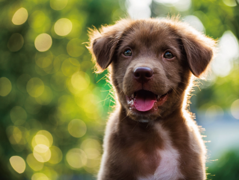 【獣医師執筆】状況別に獣医師が解説！犬が「咬みつく」理由としつけのポイント