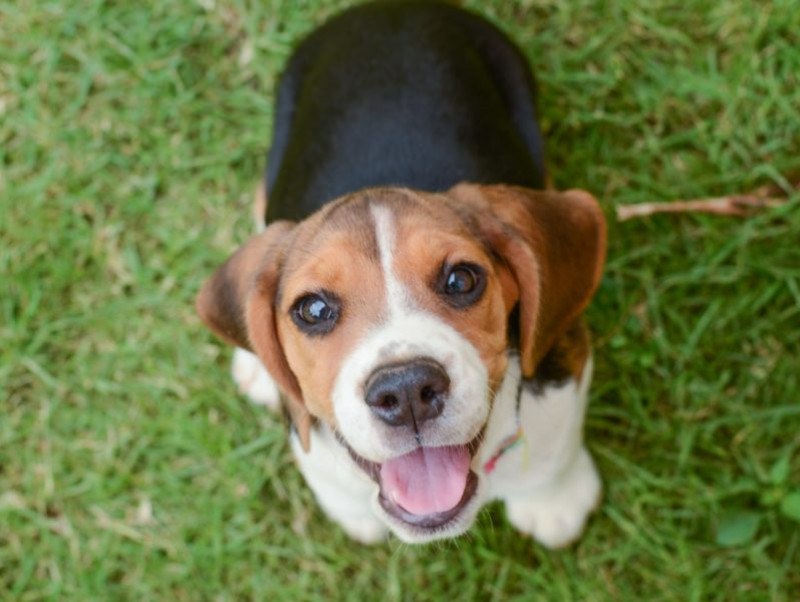 「愛犬が吐いちゃった…」原因と病気を理解して元気に過ごそう！