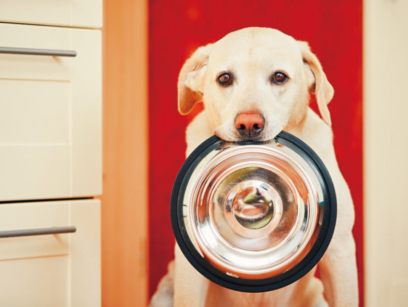 食事中に手を出しちゃダメ？「ごはんの時間が楽しくなる」犬のしつけ方