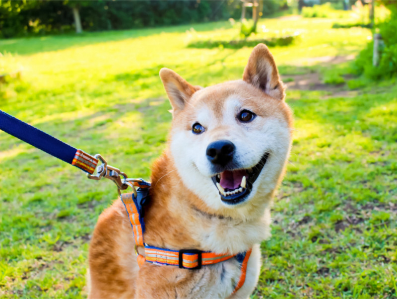 ルールを守って楽しもう！都内の公園で「犬＆飼い主」が守るべきマナー5選