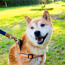 ルールを守って楽しもう！都内の公園で「犬＆飼い主」が守るべきマナー5選