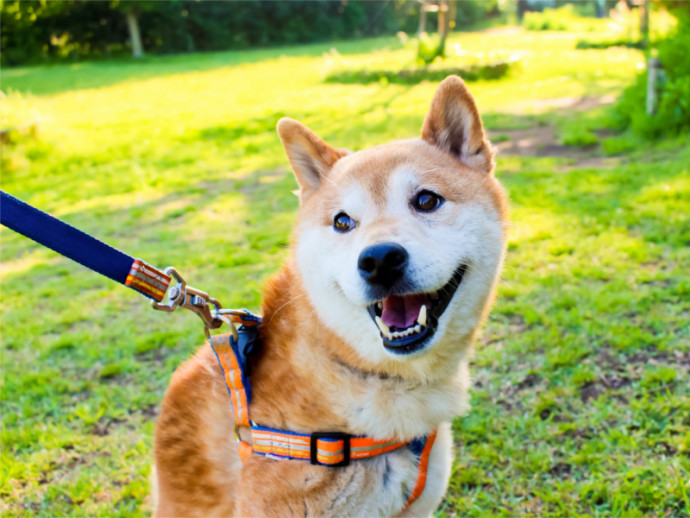 ルールを守って楽しもう！都内の公園で「犬＆飼い主」が守るべきマナー5選