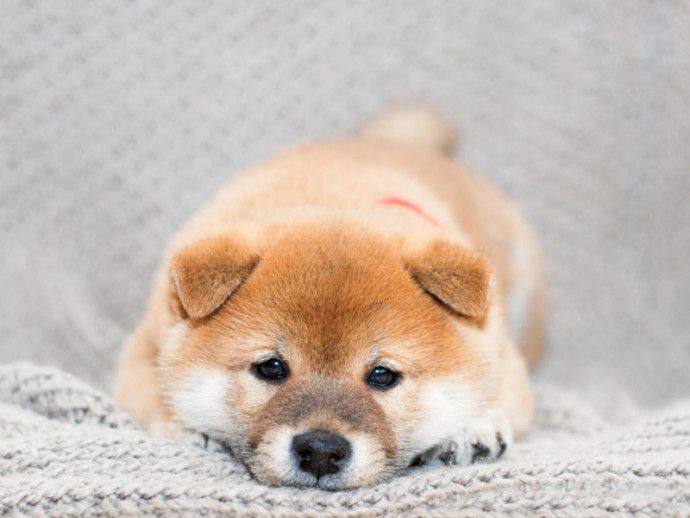 【獣医師執筆】尾追い行動に注意！柴犬の飼い主が知っておきたいケガ・病気3選
