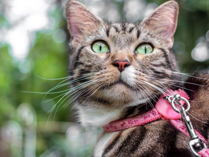 【獣医師執筆】猫とおでかけするために！「慣れさせる方法と準備したい物」とは