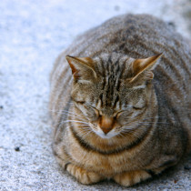 室内猫は太りやすい!? 飼い主さんが気をつけたい猫のメタボ化