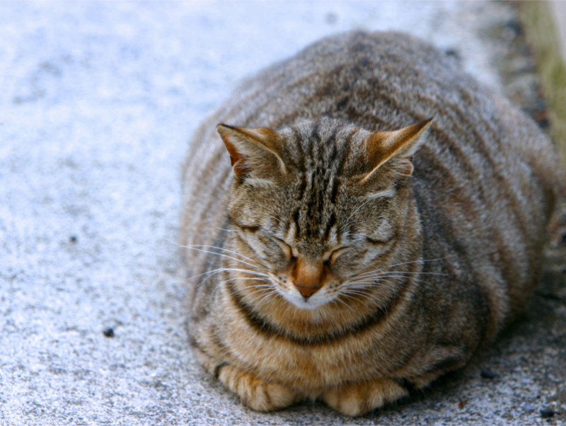 室内猫は太りやすい!? 飼い主さんが気をつけたい猫のメタボ化