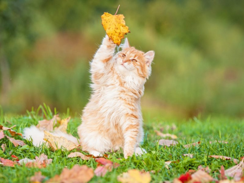 【獣医師執筆】食欲の秋でも食べ過ぎはNG！猫の「季節の変わり目で注意すること」
