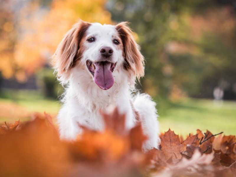 【獣医師執筆】過ごしやすい時期こそ要注意！犬の「季節の変わり目で注意すること」