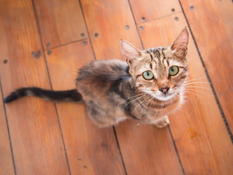 【獣医師執筆】飼い主なら知っておきたい！注意すべき「猫の感染症」その原因と対策