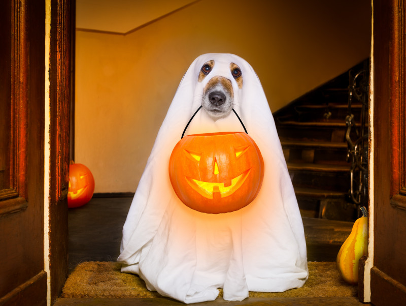 今年は一緒に楽しもう！愛犬の「ハロウィン仮装」お手軽アイデア3つ