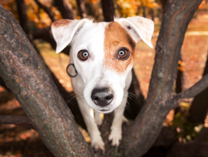 【獣医師執筆】犬の瞳を健康に保つために！「健康ケア」に取り入れたい食べ物3つ