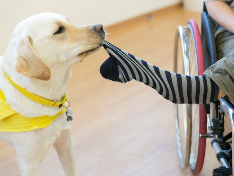 サポートならお任せあれ！手足が不自由な人たちの手助けをする「介助犬」とは