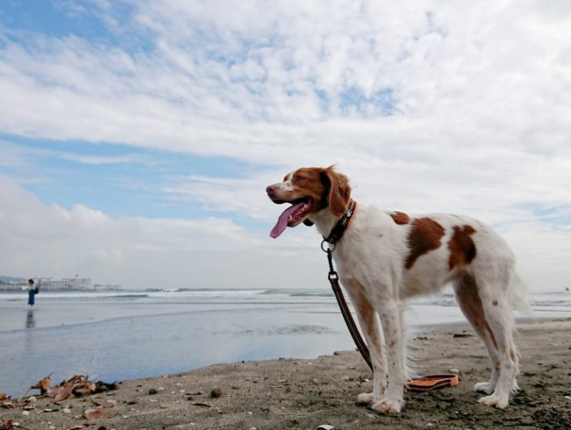 3つのポイントで劇的変化！ カメラマンに教わる「犬の撮り方」〜レクチャー編〜