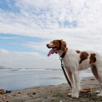 3つのポイントで劇的変化！ カメラマンに教わる「犬の撮り方」〜レクチャー編〜