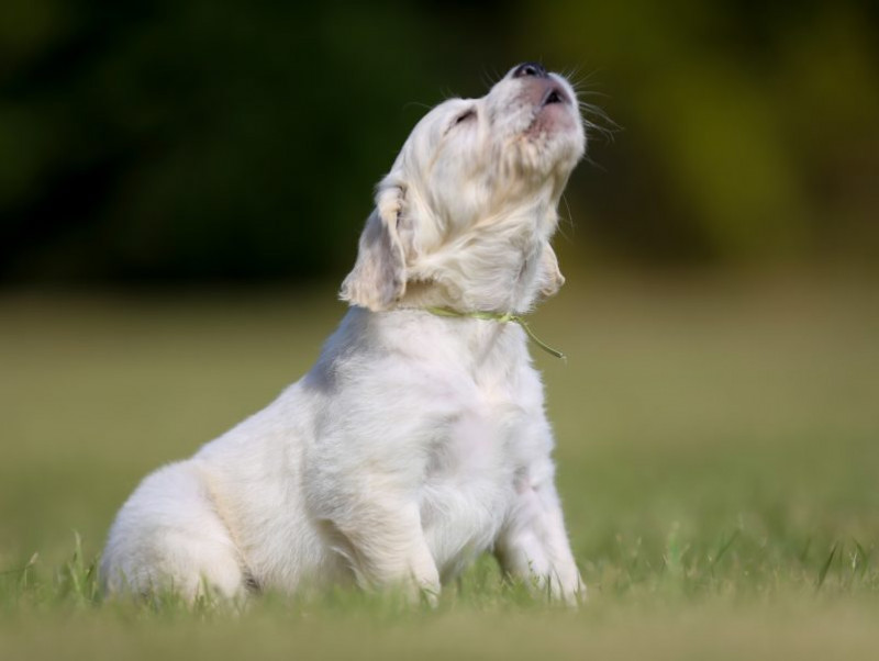 【獣医師執筆】犬が遠吠えをするのは祖先がオオカミだから!? 「鳴く理由＆対処法」を徹底解説