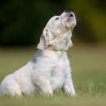 【獣医師執筆】犬が遠吠えをするのは祖先がオオカミだから!? 「鳴く理由＆対処法」を徹底解説