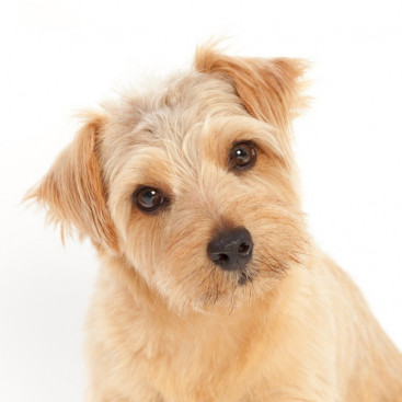 犬の「生理」いつ始まるの？知っておきたい基礎知識＆対処法