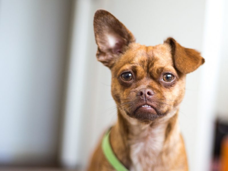 家族の足音まで聞き分ける!? まだまだ知らない「犬の耳」役割とお手入れ方法