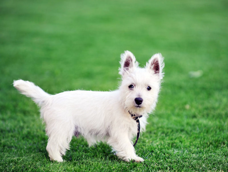 獣医師が伝授！子犬が「初めてお散歩」する前に準備すべきこと