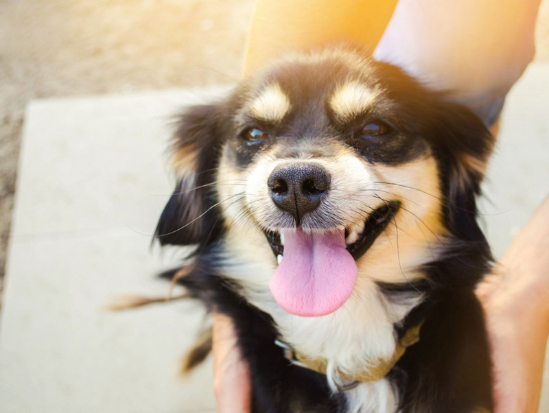 かわいい寝顔に癒やされる！「犬を飼っていてよかったと思う瞬間」5選