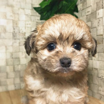 可愛すぎる人気「ミックス犬」5選！雑種犬との違いやしつけ方とは