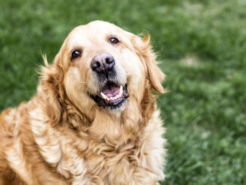 【獣医師執筆】4つのポイントに注意して！里親として「成犬」と仲良く暮らす方法