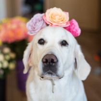 【獣医師執筆】飼い主さんとの楽しい思い出が重要！犬の「記憶力」についてわかってきたこと