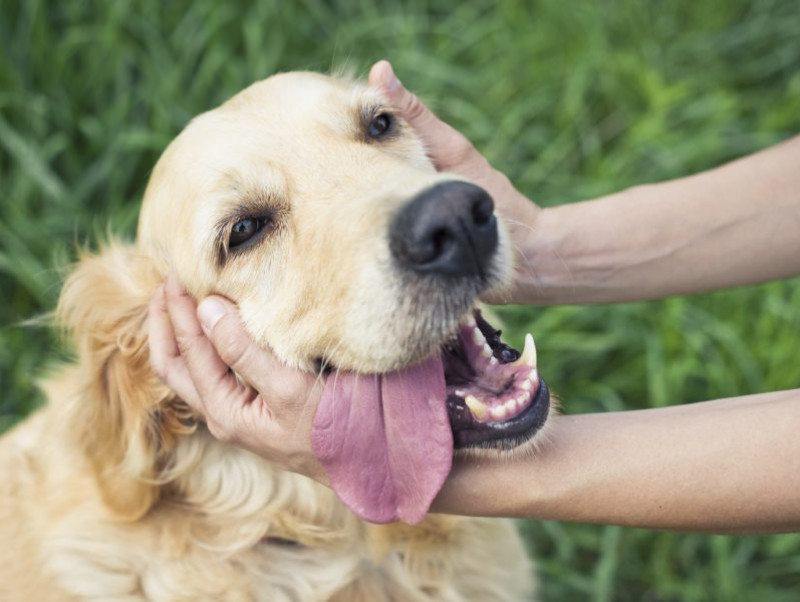 大好きだからこそ謝りたい！愛犬に「ごめんね…」と思った瞬間4選