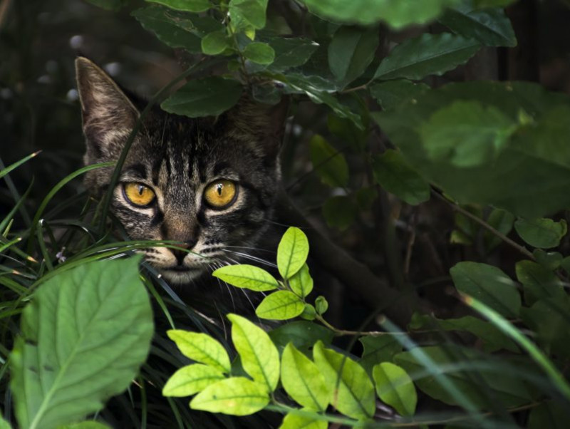 猫探しは真夜中が勝負！見つけるコツは「狭い場所」をくまなくチェック