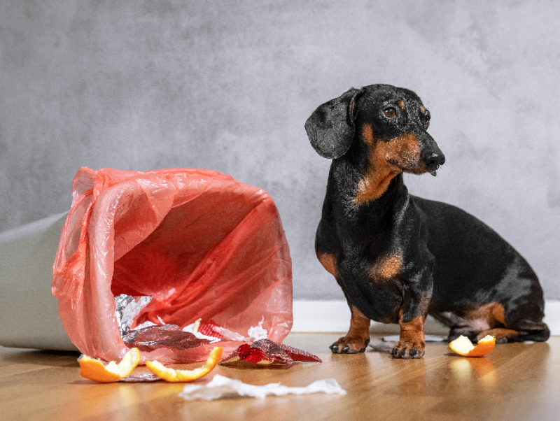 【獣医師執筆】ゴミ箱あさりに注意！犬が「何でも食べちゃう」いくつかのパターン