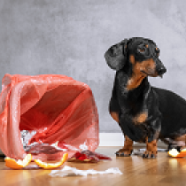 【獣医師執筆】ゴミ箱あさりに注意！犬が「何でも食べちゃう」いくつかのパターン