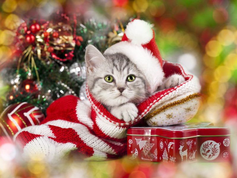 愛猫と心に残るクリスマスを過ごそう！「おすすめ仮装＆楽しみ方」大公開