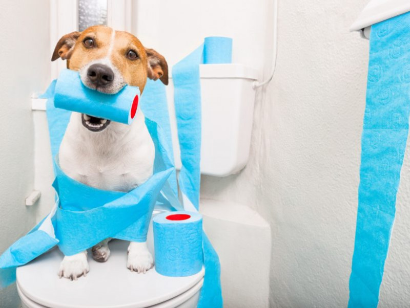 【獣医師執筆】成犬でもしつけは可能!? よくある「トイレの失敗」原因と対策を解説