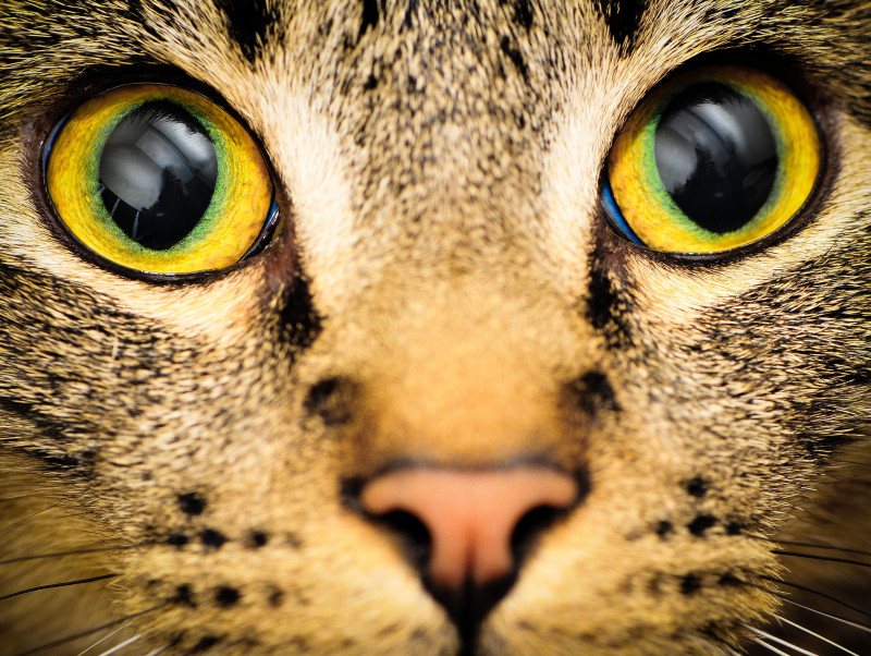 【獣医師執筆】環境と仕草に要注意！猫の眼を守るために「日常生活で気をつけること」とは
