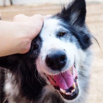 11月1日は犬の日！「ナショナル・ドッグ・デー」に学ぶ、愛犬との絆の深め方