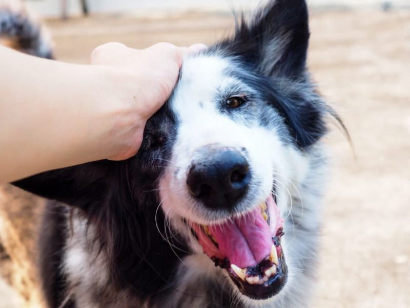 11月1日は犬の日！「ナショナル・ドッグ・デー」に学ぶ、愛犬との絆の深め方