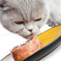 【獣医師執筆】栄養に配慮しよう！猫の「胃腸」をいたわるために気をつけたいこと