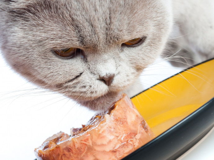 【獣医師執筆】栄養に配慮しよう！猫の「胃腸」をいたわるために気をつけたいこと
