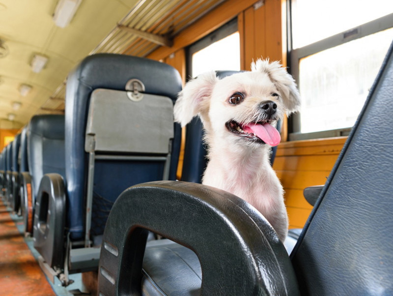 日本に着くまで安心は禁物!? 愛犬との海外旅行「現地での生活＆帰国まで」