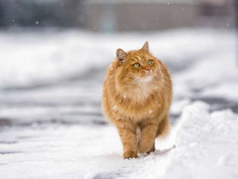 【獣医師執筆】本当にこたつが好きなの？猫の生体に合わせた「正しい暖房の使い方」