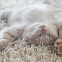 【獣医師執筆】猫の「寝言」にはこんな意味があった！その理由と注意すべきこと