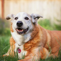 【獣医師執筆】若さを保つために！高齢犬の「こころ」と「からだ」を刺激しよう