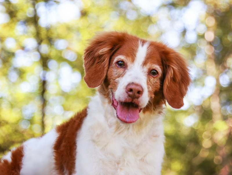 【獣医師執筆】環境を見直して負担軽減！高齢犬の「お世話」マル秘テクニック